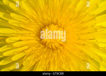 Close-up of Dandelion Banque D'Images