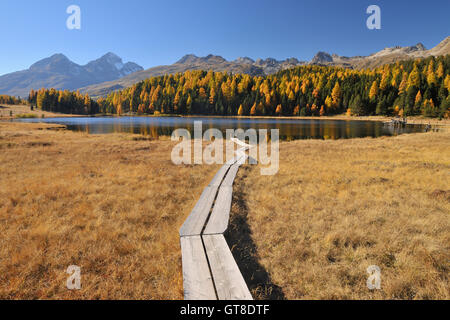 Promenade en Automne, lac Staz, Saint-Moritz, Canton des Grisons, Suisse Banque D'Images