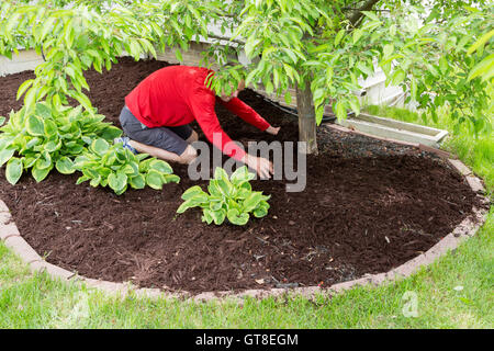 Jardinier masculins travaillant dans le jardin faisant le paillage au début du printemps à genoux dans un parterre de répandre la paille autour de Banque D'Images