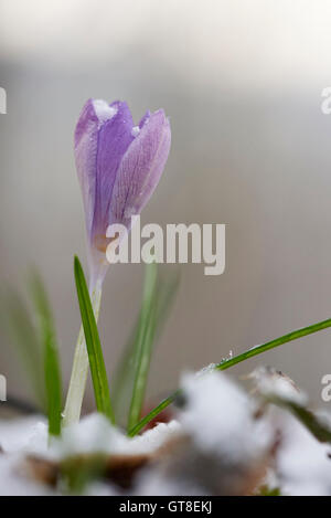 Close-up de lilas en fleurs Crocus au printemps, Haut-Palatinat, en Bavière, Allemagne Banque D'Images