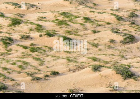 Vue aérienne de dunes de sable, Rubjerg Knude, Lokken, Nord Jutland, Danemark Banque D'Images