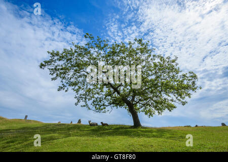 Arbre de chêne sur l'inhumation de Lindholm Hoje, Aalborg, Jutland, Danemark Banque D'Images