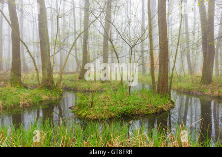 Des aulnes (Alnus glutinosa) dans des milieux humides au début du printemps, Hesse, Allemagne Banque D'Images