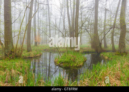Des aulnes (Alnus glutinosa) dans des milieux humides au début du printemps, Hesse, Allemagne Banque D'Images