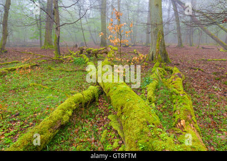 Bois morts couverts de mousse dans la forêt au début du printemps, Hesse, Allemagne Banque D'Images