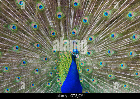 Portrait de Peacock avec Tail Feathers affiché, Hesse, Allemagne Banque D'Images