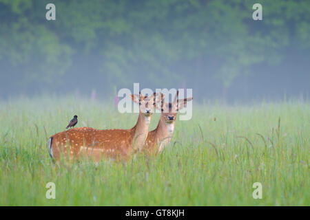 La mise en jachère des cerfs (Cervus dama) en été, Hesse, Allemagne Banque D'Images