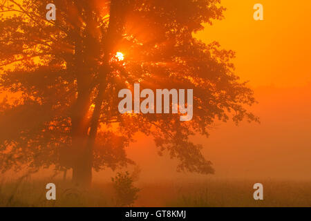 L'aulne dans la brume du matin au lever du soleil, Hesse, Allemagne Banque D'Images