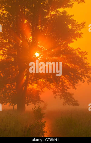 L'aulne dans la brume du matin au lever du soleil, Hesse, Allemagne Banque D'Images