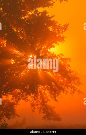 L'aulne dans la brume du matin au lever du soleil, Hesse, Allemagne Banque D'Images