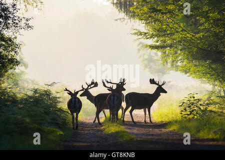 Silhouette de troupeau de chevreuils en jachère mâle (Cervus dama) dans la forêt brumeuse, Hesse, Allemagne Banque D'Images