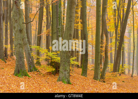 Forêt de hêtre en automne, Spessart, Bavaria, Germany Banque D'Images