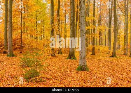 Forêt de hêtre en automne, Spessart, Bavaria, Germany Banque D'Images