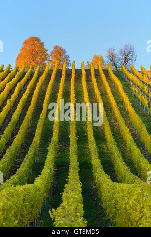 Vignes colorées en automne, Volkach, Maininsel, Alte Mainschleife, Mainfranken, Franconia, Bavaria, Germany Banque D'Images