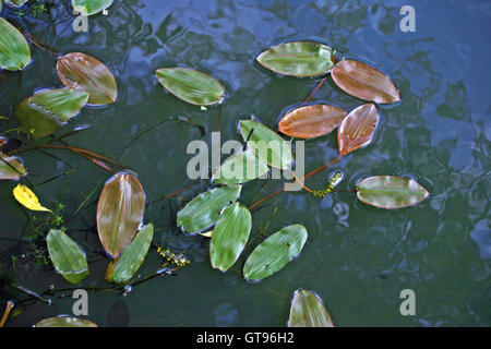 Vue rapprochée de palistade feuillus, natons de Potamogeton, feuilles flottantes sur une surface d'étang avec réflexions. Banque D'Images
