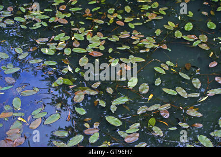 Palistade feuillus, natons de Potamogeton, feuilles flottantes sur une surface de l'étang avec des réflexions. Banque D'Images