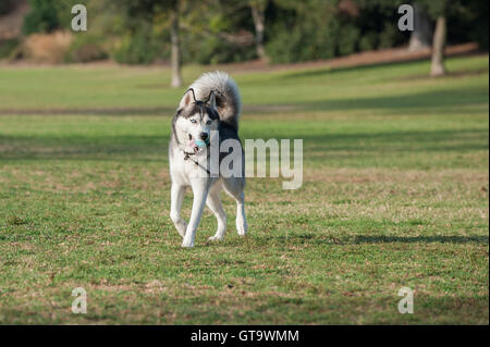 Aperçu de l'ensemble noir et blanc promenade de chien husky de Sibérie dans l'herbe au parc tandis que à la droite. Banque D'Images