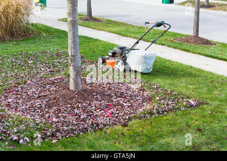 Jusqu'Neatening la pelouse à l'automne ou à l'automne en utilisant une tondeuse pour couper l'herbe et des sacs et des feuilles mortes sous les arbres aux côtés de la ROA Banque D'Images