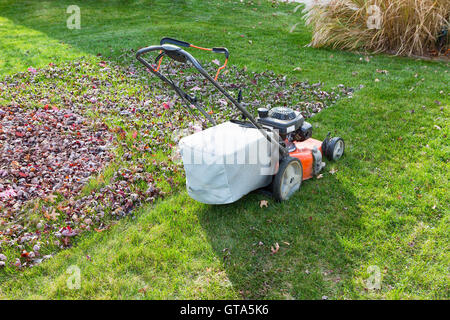 L'ensachage et coupe l'herbe et les feuilles à l'automne avec une tondeuse dans un quartier cour dans la lumière du soir Banque D'Images