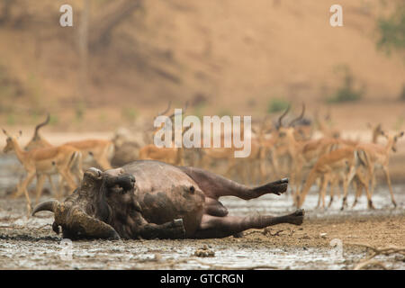 Bull d'Afrique (Syncerus caffer) se vautrer dans la boue, l'Impala (Aepyceros melampus) troupeau en arrière-plan Banque D'Images