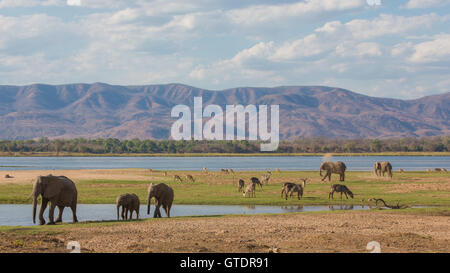 La faune sur la rivière Zambèze : African Elephant (Loxodonta africana), Common Waterbuck (Kobus ellipsiprymnus), l'Impala (Aepyceros Banque D'Images