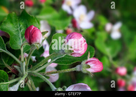 Bourgeons rose fleurs d'un pommier et les jeunes feuilles vertes contre un jardin verdoyant. Banque D'Images
