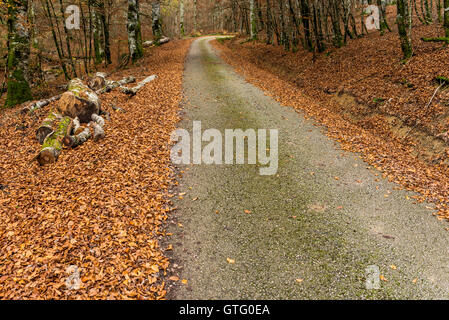 Route couverte de feuilles de Sorogain forêt. Navarre, Espagne Banque D'Images