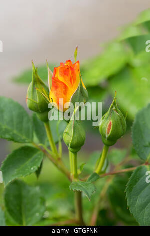 Roses dans le jardin Banque D'Images