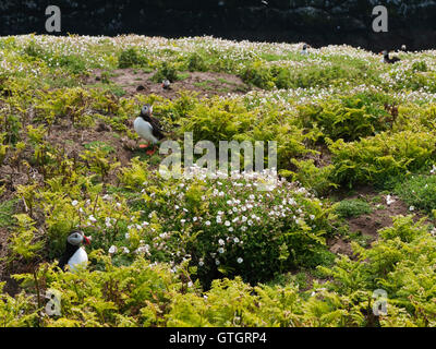 Macareux moine (Fratercula arctica), aka macareux commun à terriers de nidification sur l'île de Skomer au large de la côte du Pembrokeshire, Pays de Galles Banque D'Images