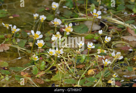 L'eau de bassin Crowfoot - Ranunculus peltatus fleurs de l'eau blanc Banque D'Images