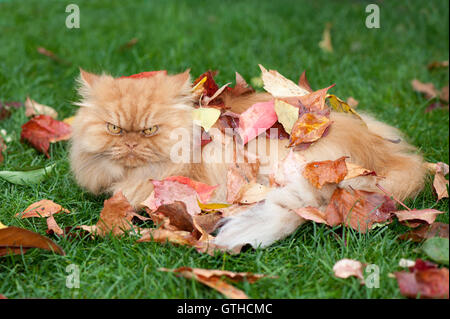 Chat persan dans les feuilles d'automne Banque D'Images