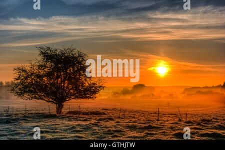 Le brouillard de faible altitude contribue à la douce lumière du soleil levant répartis à travers ce paysage Northamptonshire Banque D'Images