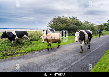 Un agriculteur conduisant frisonne et jersey pour la traite du bétail sur la route principale, au nord de la ferme ordinaire, Bowness-on Solway, Cumbria, Angleterre Banque D'Images