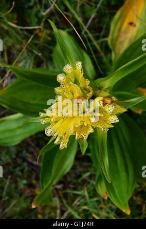 Belle et fleurs trouvés dans les vallées désertiques Piémont, Italie. Marco Imazio © Banque D'Images