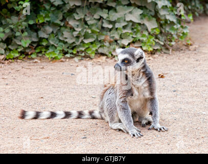 Portrait d'une végétation verte contre lemur Banque D'Images