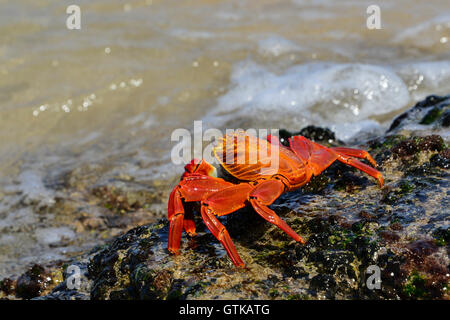 La Sally Lightfoot crab est une chasse côtière de couleur vive, trouvés dans les îles Galapagos. Banque D'Images