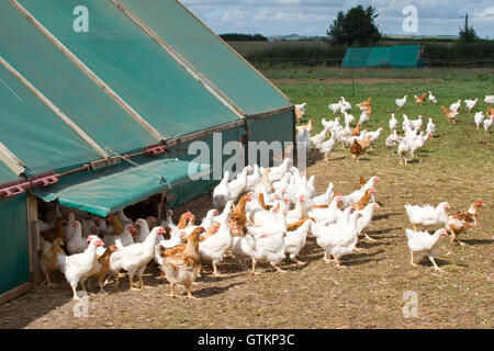 Poules provenant du poulet shed Banque D'Images