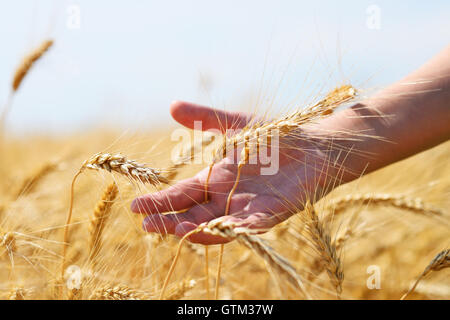 Les épis de blé d'or dans la main Banque D'Images