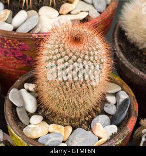 Divers cactus en pot collection fait maison Banque D'Images