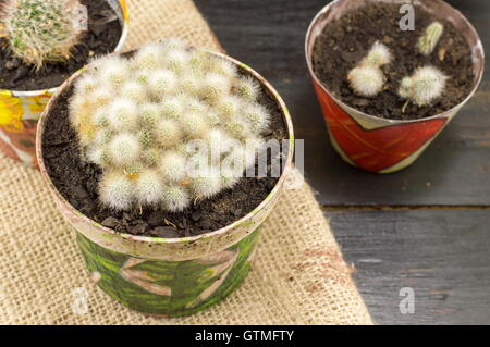 Divers cactus en pot collection fait maison Banque D'Images