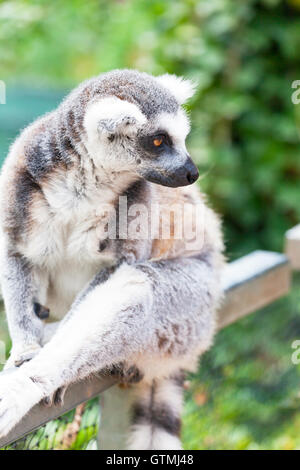 Portrait d'une végétation verte contre lemur Banque D'Images