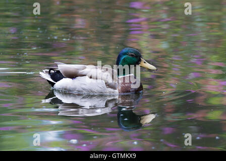 Seul le Canard colvert au coucher du soleil Banque D'Images