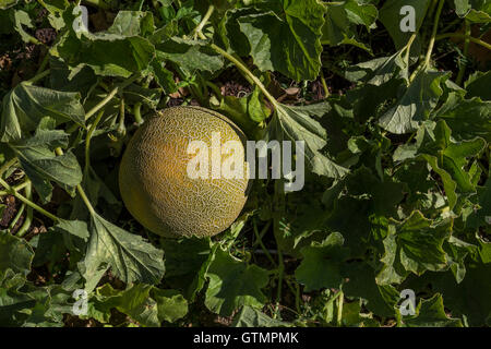 Le melon, le mûrissement sur la vigne, potager, Hall Winery, Napa Valley, Comté de Napa, Californie Banque D'Images