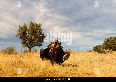 La cinereous vulture (platycnemis monachus), Espagne Banque D'Images