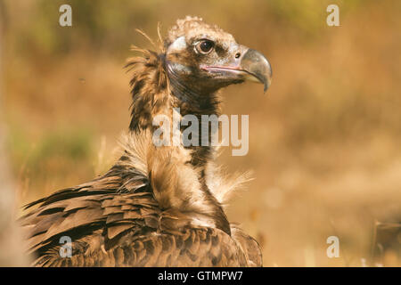 La cinereous vulture (platycnemis monachus), portrait, Espagne Banque D'Images