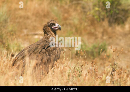 La cinereous vulture (platycnemis monachus), juvénile, Espagne Banque D'Images