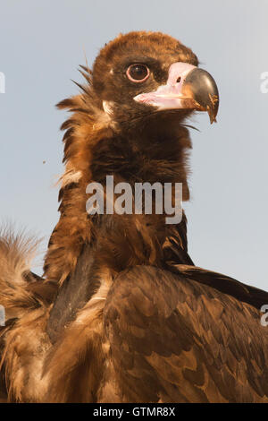 La cinereous vulture (platycnemis monachus), yuvenile, portrait, Espagne Banque D'Images