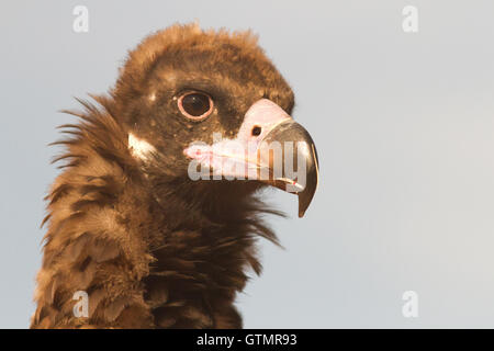 La cinereous vulture (Platycnemis monachus), yuvenile, portrait, Espagne Banque D'Images