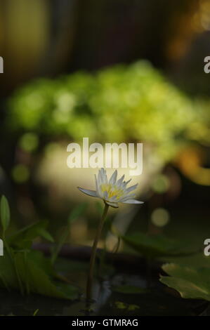 Lys blanc dans l'étang par une belle journée ensoleillée, blanc fleur de lotus Banque D'Images