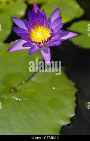 Lily violet dans l'étang par une belle journée ensoleillée, violet fleur de lotus sur l'île de Phuket en Thaïlande Banque D'Images